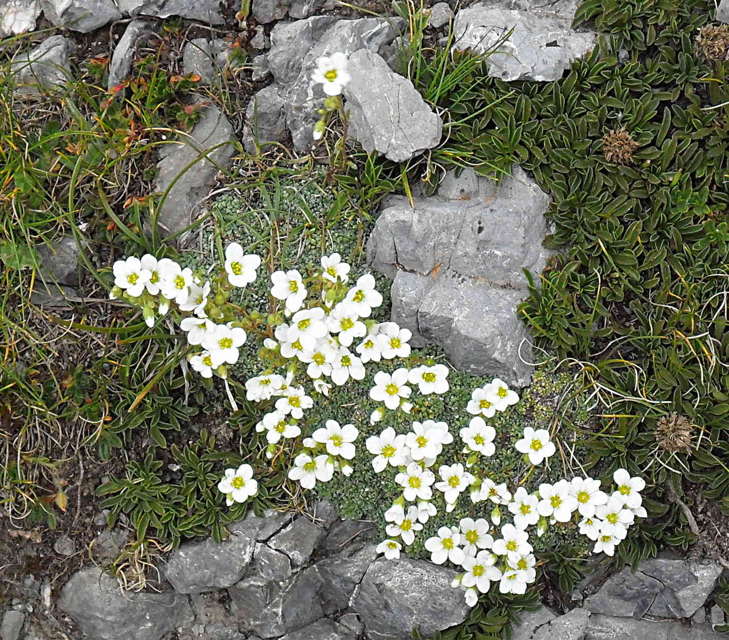 Saxifraga caesia